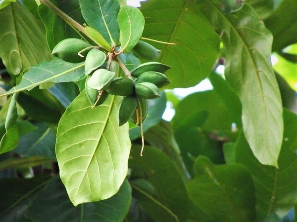 Lá bàng chữa sâu răng hiệu quả