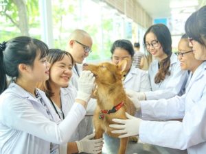 Ngành Bác sĩ Thú y thi khối nào? Tổ hợp xét tuyển 2026