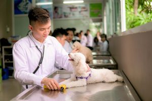 Ngành Thú y mang đến nhiều cơ hội việc làm tại bệnh viện thú y, phòng khám, doanh nghiệp và trang trại với mức thu nhập ngày càng hấp dẫn